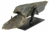 Hadrosaur (Hypacrosaurus) Jaw Section with Stand - Montana #165903-4